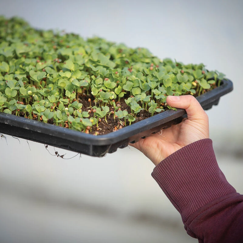 Microgreens Growing Tray - Image 2