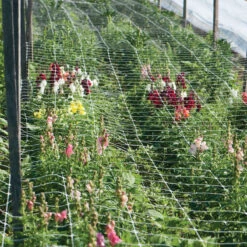 Hortonova FA – 36" X 328'