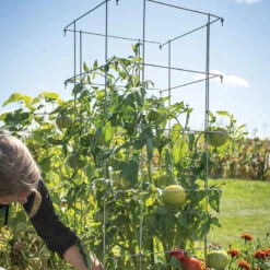 Tomato Cages – 48"