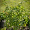 Tomato Cages – 40"