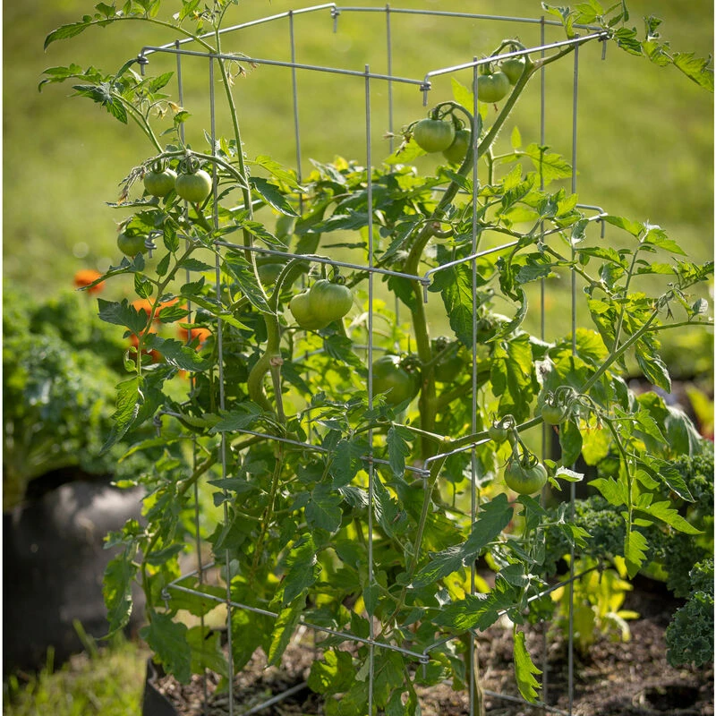 Tomato Cages – 40"