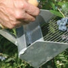 Highbush Blueberry Rake